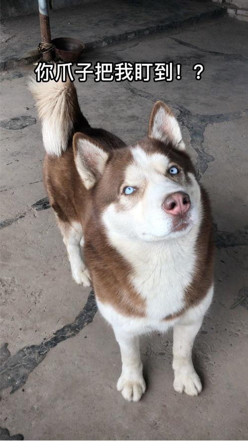 怎么吃兔儿瓜,解锁美味新体验