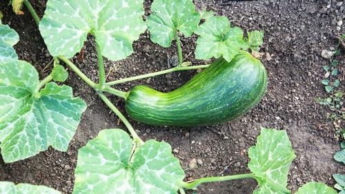 瓠瓜老了怎么吃,美味新吃法揭秘