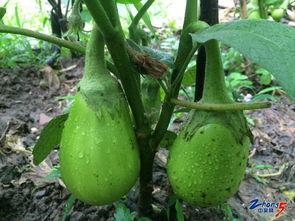 华子吃绿瓜,绿瓜背后的神秘世界