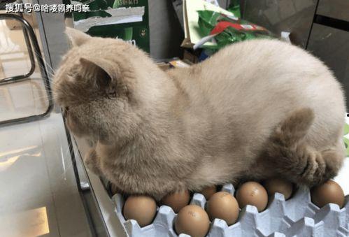 猫咪可以吃白瓜,白瓜的妙用与营养解析