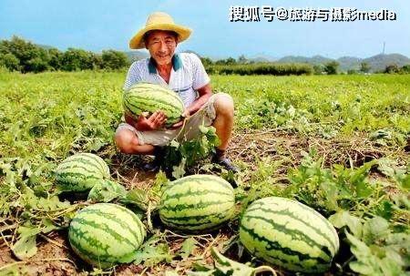 河北的吃瓜,夏日消暑的味蕾盛宴