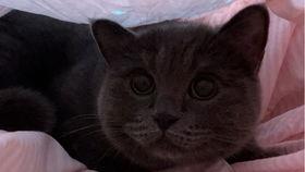 小猫吃煮熟的瓜,探索煮熟瓜的美味之旅